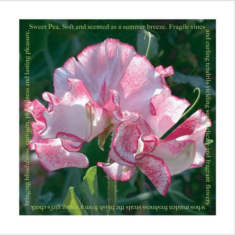 Sweet Pea (10 Pack)