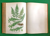 The FERNS OF GREAT BRITAIN and THEIR ALLIES - Anne Pratt