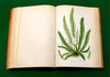The FERNS OF GREAT BRITAIN and THEIR ALLIES - Anne Pratt