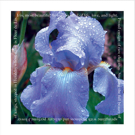 Iris - Floral Gem