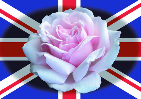 - English Rose Postcard - Pack of 5