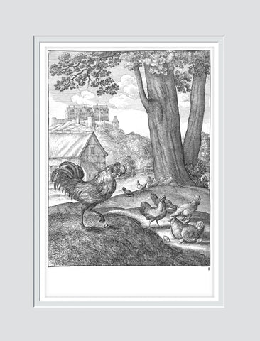 Of the Cock and the Pretious Stone  - Wenceslaus Hollar -
